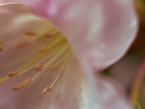 Preview wallpaper flowers, macro, blur, pollen