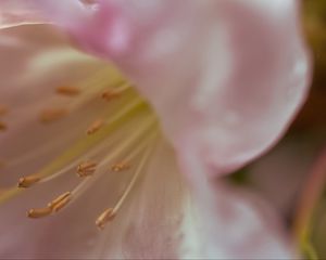 Preview wallpaper flowers, macro, blur, pollen