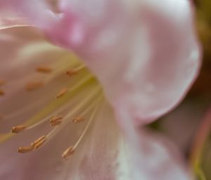 Preview wallpaper flowers, macro, blur, pollen