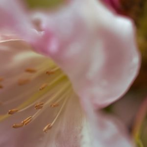 Preview wallpaper flowers, macro, blur, pollen