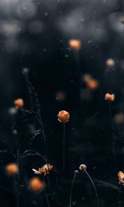 Preview wallpaper flowers, macro, blur, yellow