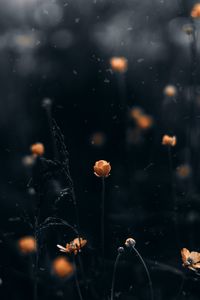 Preview wallpaper flowers, macro, blur, yellow