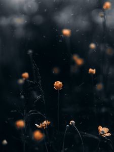 Preview wallpaper flowers, macro, blur, yellow