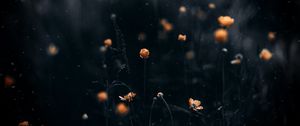 Preview wallpaper flowers, macro, blur, yellow