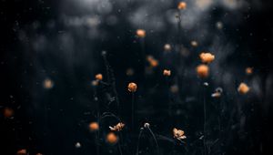 Preview wallpaper flowers, macro, blur, yellow