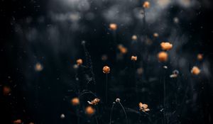 Preview wallpaper flowers, macro, blur, yellow