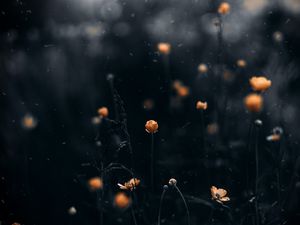 Preview wallpaper flowers, macro, blur, yellow