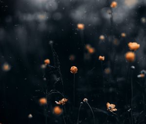 Preview wallpaper flowers, macro, blur, yellow