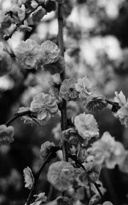 Preview wallpaper flowers, macro, bw, branch, flowering, bush