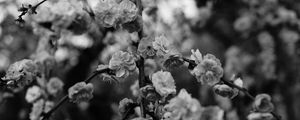 Preview wallpaper flowers, macro, bw, branch, flowering, bush