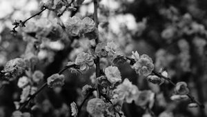 Preview wallpaper flowers, macro, bw, branch, flowering, bush