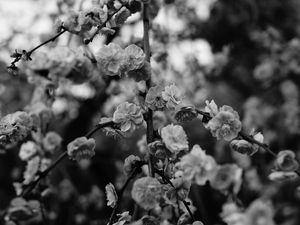 Preview wallpaper flowers, macro, bw, branch, flowering, bush