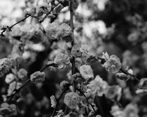 Preview wallpaper flowers, macro, bw, branch, flowering, bush