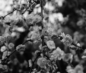 Preview wallpaper flowers, macro, bw, branch, flowering, bush