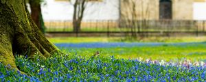 Preview wallpaper flowers, macro, earth, tree, trunk