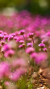 Preview wallpaper flowers, macro, pink, bokeh