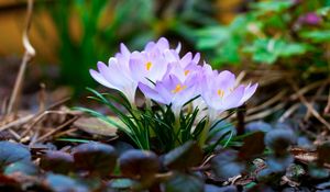 Preview wallpaper flowers, macro, snowdrop, violet