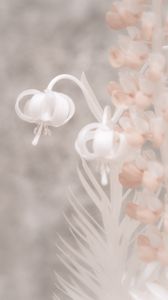 Preview wallpaper flowers, macro, white, pink, light