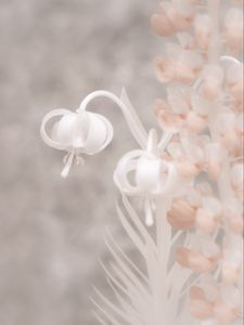 Preview wallpaper flowers, macro, white, pink, light
