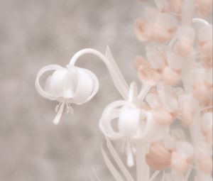 Preview wallpaper flowers, macro, white, pink, light