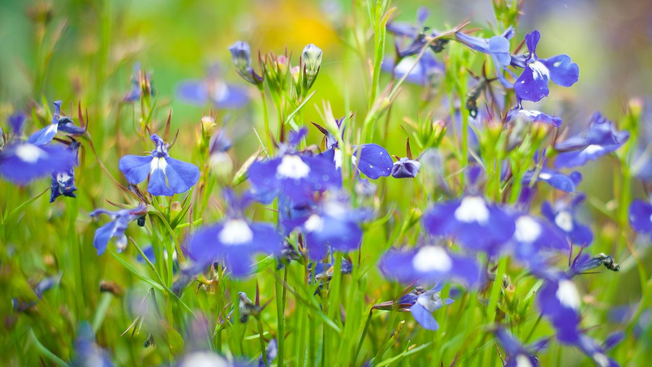 Wallpaper flowers, meadow, blue, green, summer