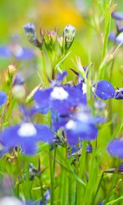 Preview wallpaper flowers, meadow, blue, green, summer