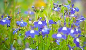 Preview wallpaper flowers, meadow, blue, green, summer