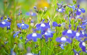 Preview wallpaper flowers, meadow, blue, green, summer