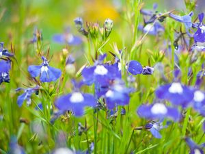 Preview wallpaper flowers, meadow, blue, green, summer