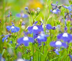 Preview wallpaper flowers, meadow, blue, green, summer