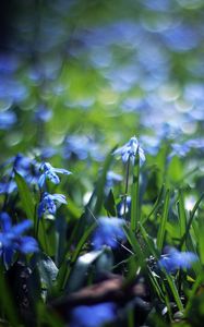 Preview wallpaper flowers, meadow, blur, grass