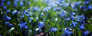 Preview wallpaper flowers, meadow, blur, grass