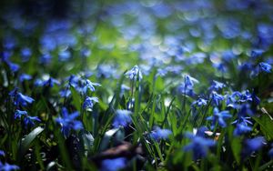 Preview wallpaper flowers, meadow, blur, grass