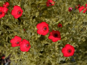 Preview wallpaper flowers, meadow, bright, red, summer