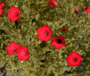 Preview wallpaper flowers, meadow, bright, red, summer