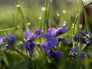 Preview wallpaper flowers, meadow, drops, grass, reflections