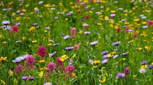 Preview wallpaper flowers, meadow, field, summer, greens