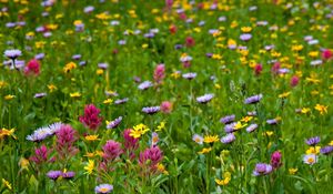 Preview wallpaper flowers, meadow, field, summer, greens