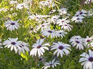 Preview wallpaper flowers, meadow, grass, green, sunny