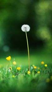 Preview wallpaper flowers, meadow, grass, light, glare