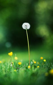 Preview wallpaper flowers, meadow, grass, light, glare