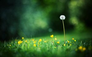 Preview wallpaper flowers, meadow, grass, light, glare