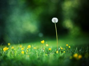 Preview wallpaper flowers, meadow, grass, light, glare