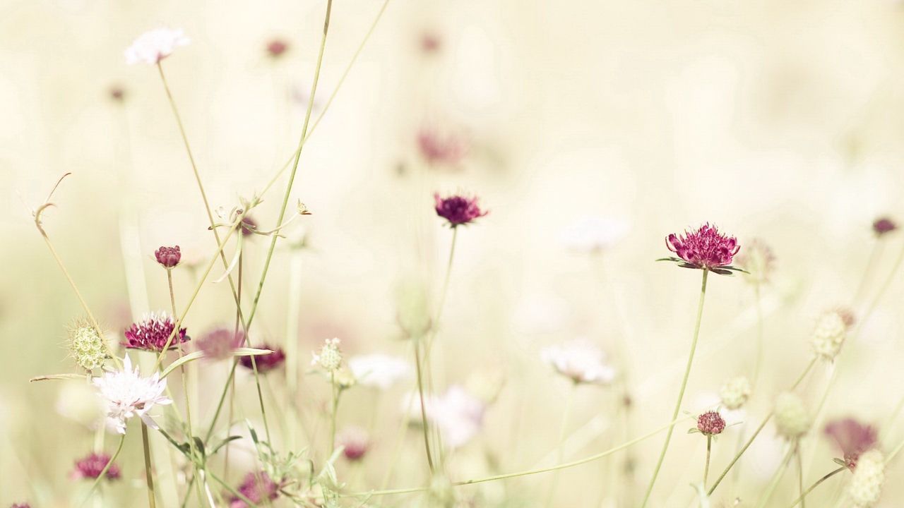Wallpaper flowers, meadow, lights, stems