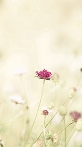 Preview wallpaper flowers, meadow, lights, stems