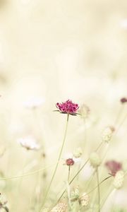 Preview wallpaper flowers, meadow, lights, stems