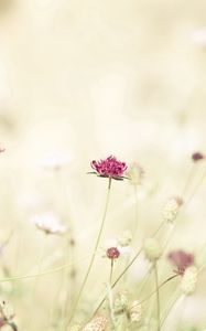 Preview wallpaper flowers, meadow, lights, stems