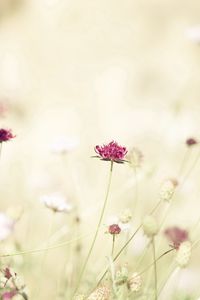 Preview wallpaper flowers, meadow, lights, stems