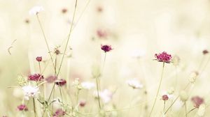 Preview wallpaper flowers, meadow, lights, stems