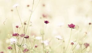 Preview wallpaper flowers, meadow, lights, stems